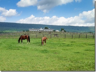 Horse Farm on Mountain Road