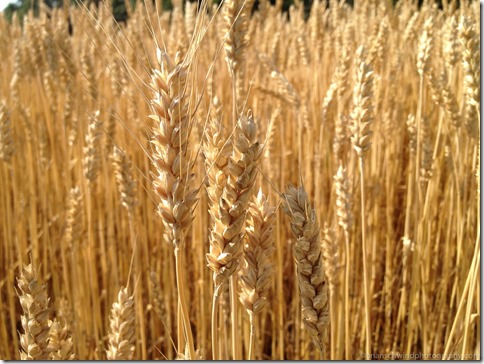 Wheat Fields