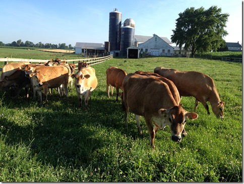 Cows along ride as I started my ride