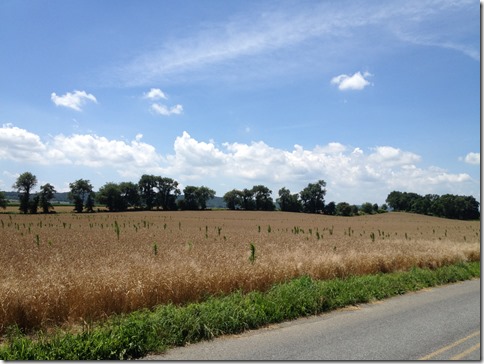 Farmland near Lyons, PA during the heat of the day