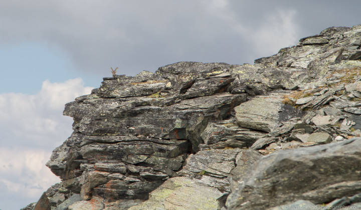 Ibex on the Point-Haute Route Switzerland