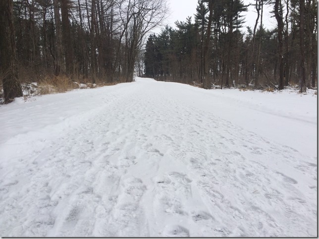 Snowy Tracks