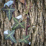 Park, Places, Seasons, Tree, Winter, ivy, times of year