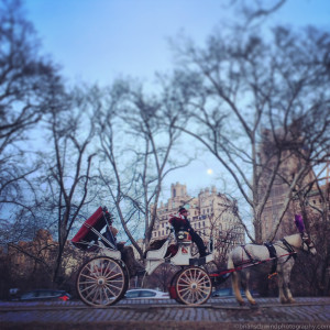 America, New York, New York City, North America, Park, Places, USA, United States, carriage, city, horse, iPhone