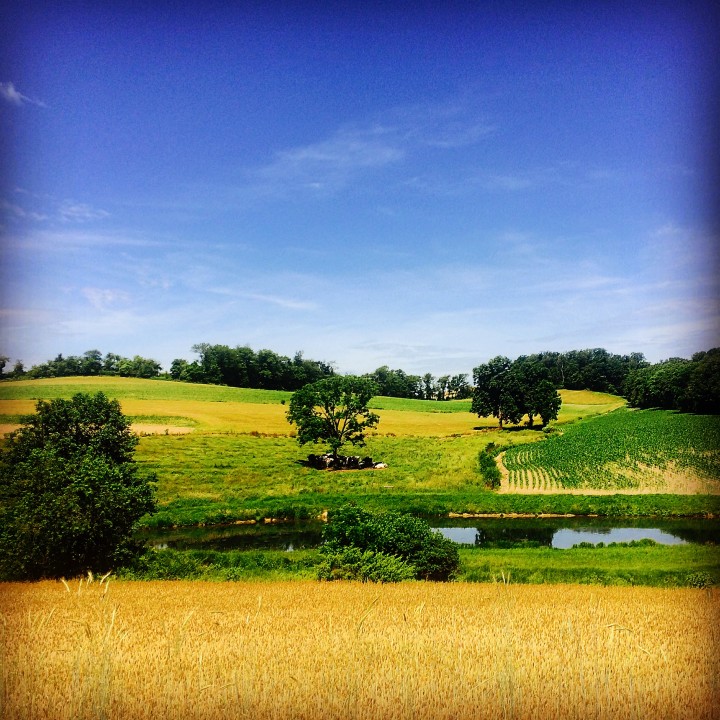 Berks County Pasture