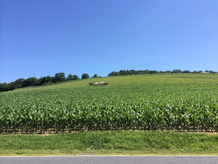 Cows in Field-Somewhere near New Smithville, PA