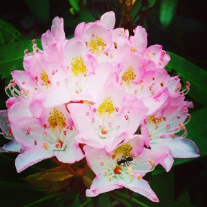 Mountain Laurel