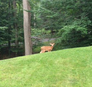 Lake Wallenpaupack deer fawn poconos