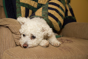 Animals, Bichon Frise, Dog, Pet, Wildlife, Yuki, yukes