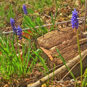 Lehigh Parkway Run April 12 2015 - Blue Bells