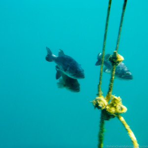 Bass under the Buoy Dutch Springs 2015