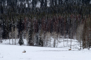 Canada, banff, lake louise, mountain, rockies