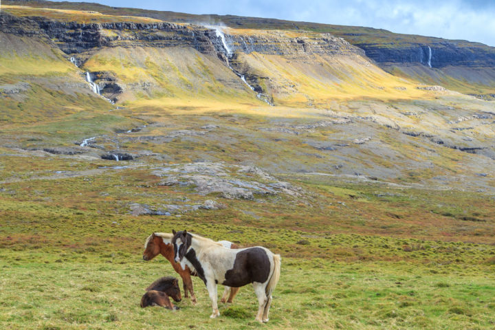 Europe, Iceland, Photographyg, SmugMug, Travel, colt, feature, horse, waterfall