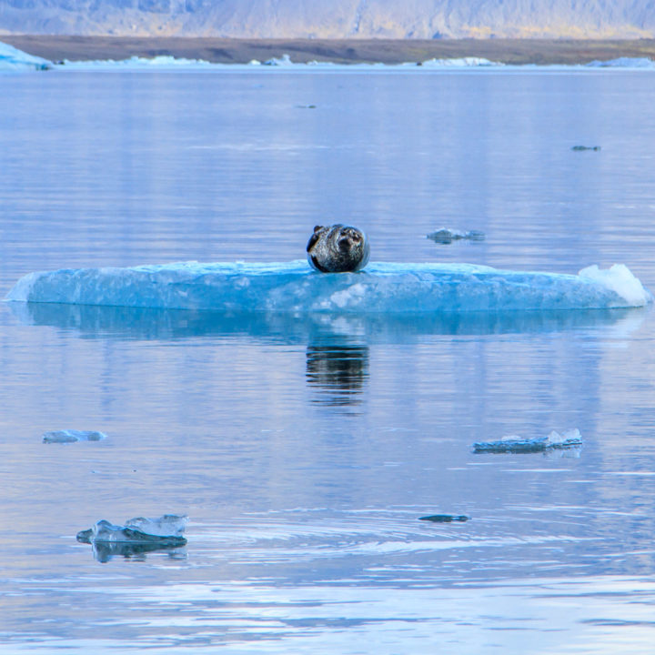 Blue, Color, Europe, Glacier, Iceland, Joklarlson, Travel, ice